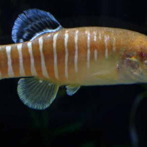 Aphanius vladykovi
