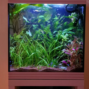 askoll 50l