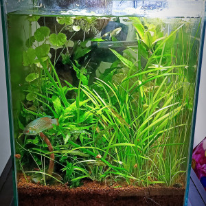 Nano cube 20l
