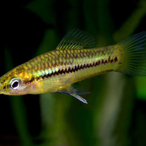 Xiphophorus pygmaeus