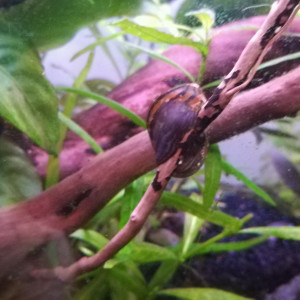 Publication de ArtemusKlegg