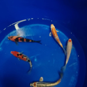 Publication de FishFish