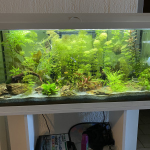 aquarium 1