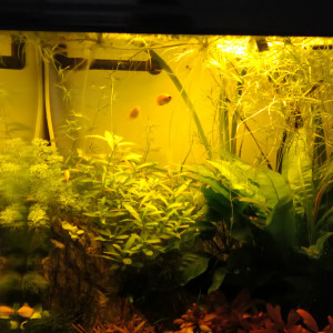 Biotope