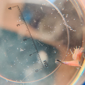 Publication de LeGerrothorax