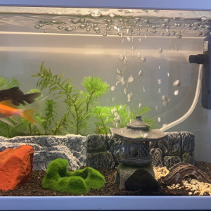 Aquarium 20L