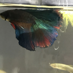 Olipom