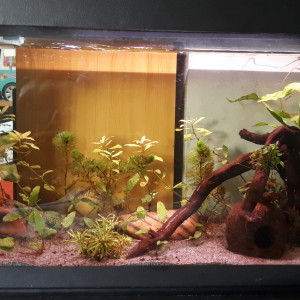Axolotl