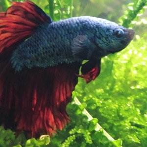 Publication de CHAQUA