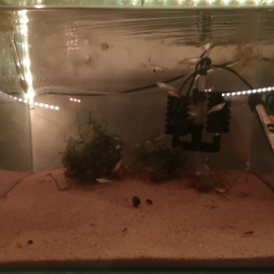 Stock jeune  guppy red cherry
