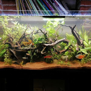 Publication de Goufa