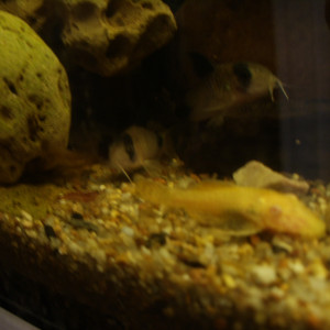 Publication de Czhug