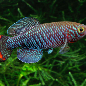 Nothobranchius penaari