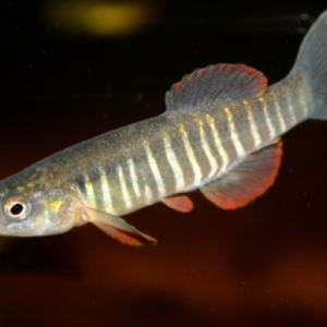 Fundulus zebrinus