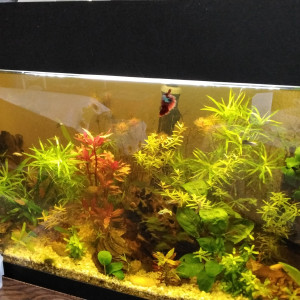 100l
