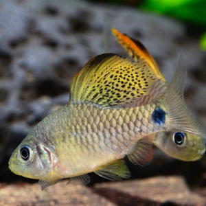 Oreichthys crenuchoides