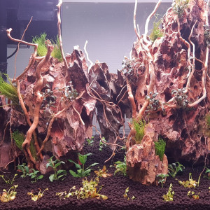 Aqua jungle