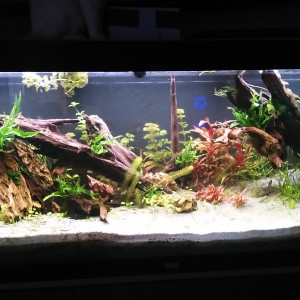 Publication de sylvanere