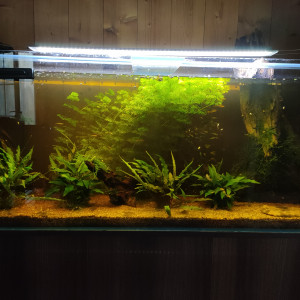 Publication de Phoenix17