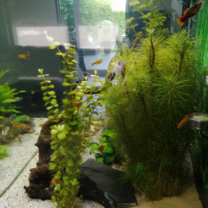 Publication de Fish59