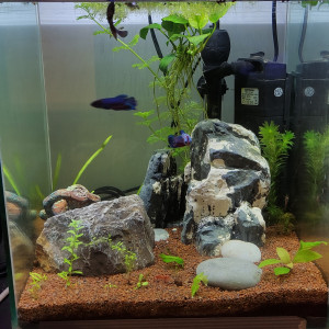 30 litres betta