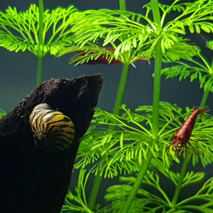 Publication de M.Cabou