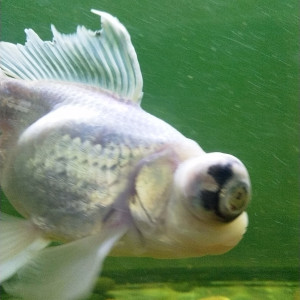 Publication de lau-b