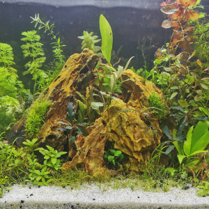 20l pour un bain avec soil et plantes sans co2