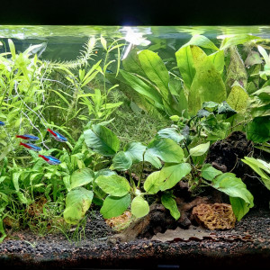 Aquarium 60L