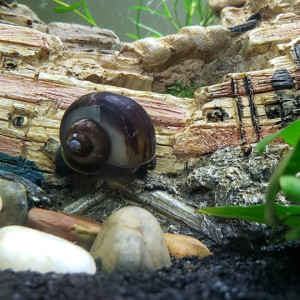 Publication de loe12