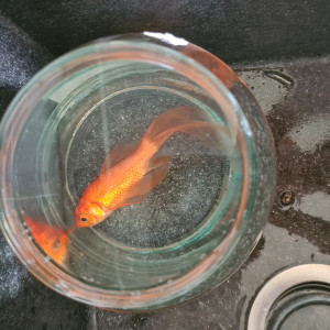 Publication de Gogili