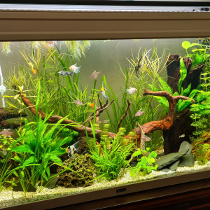 Publication de Manael