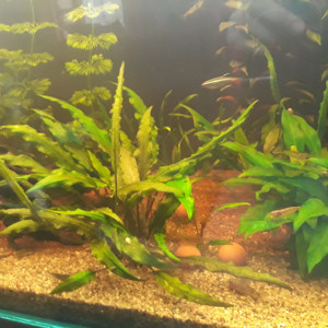 Publication de Phoenix17