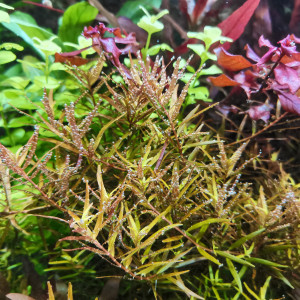 Publication de Kaeris