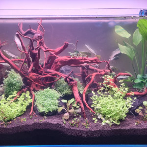 Publication de Dolby60200