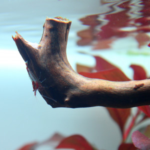 Publication de TortueGeniale91