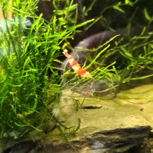 Publication de Manael