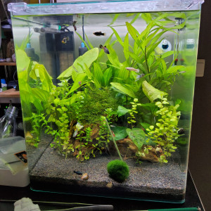 60l