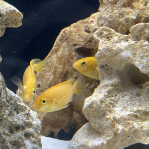 Publication de MrDuck