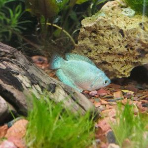 Publication de romper