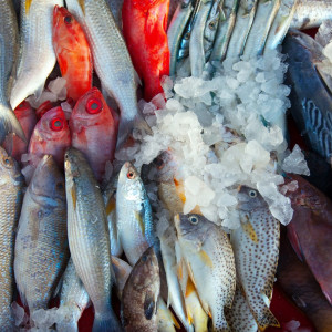 FISHRIM
