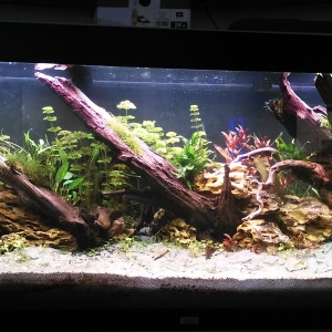 juwel rio 400 mixte scap-planté
