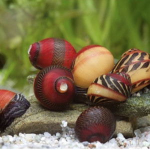Vittina waigiensis