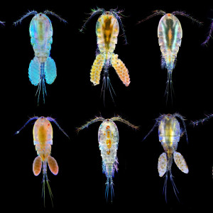 Copepoda spp