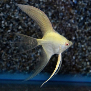 Publication de van-720HD