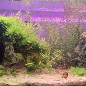 Premier aquarium 60L