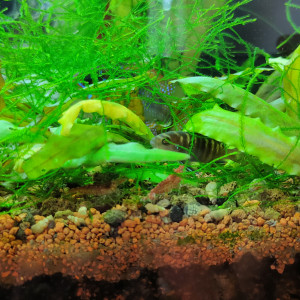Crevettes