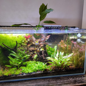 54 litres