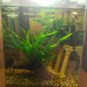 Guppy