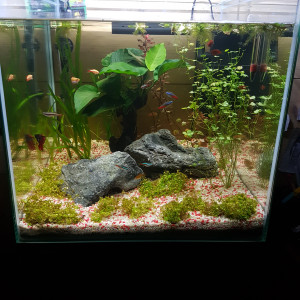 60l
